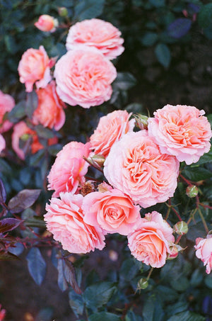 Centifolia Rose | Ingredients | Floral Street