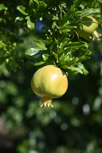 Unripped Fruit | Ingredients | Floral Street