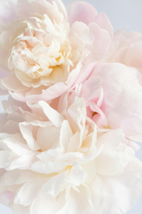 White Peonies | Ingredients | Floral Street