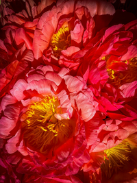 Red Peonies | Ingredients | Floral Street