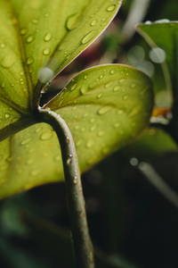 Wet Earth | Ingredients | Floral Street