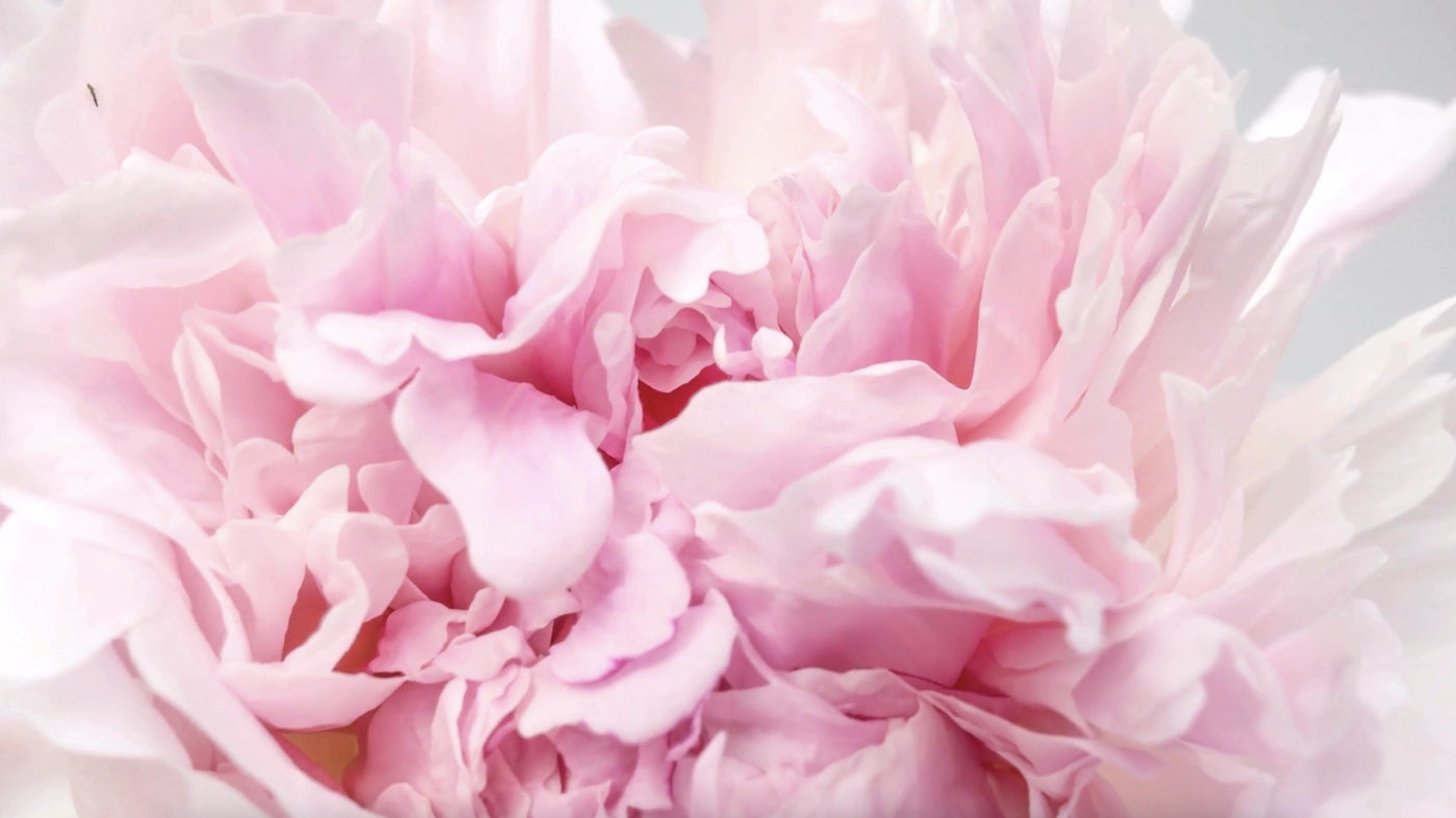 The Sagittarius Gift Edit