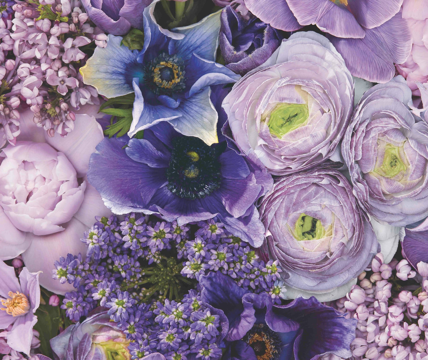 Fragrance & Gifts for Bridgerton