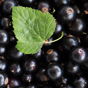 Black Current | Ingredients | Floral Street