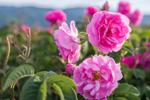 Bulgarian Rose | Ingredients | Floral Street