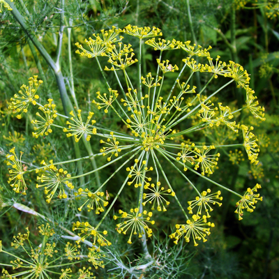 Galbanum | Floral Street Ingredients