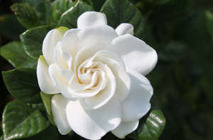 Gardenia | Ingredients | Floral Street