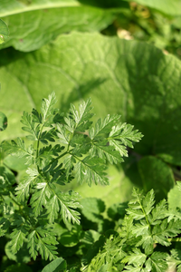 Herbs | Ingredients | Floral Street
