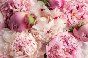 Peonies | Ingredients | Floral Street