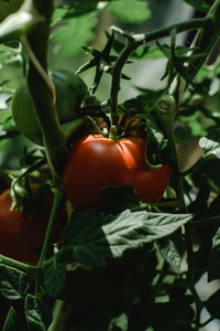 Tomato Leaf | Ingredients | Floral Street