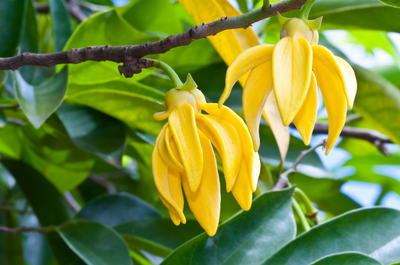 Ylang Ylang Flower | Floral Street Ingredients