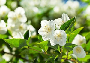 Jasmine | Ingredients | Floral Street