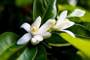 Neroli | Ingredients | Floral Street