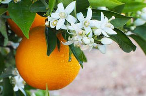 Orange Blossom | Ingredients | Floral Street