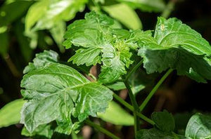 Patchouli | Ingredients | Floral Street