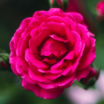 Damask Rose | Ingredients | Floral Street