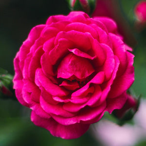 Damask Rose | Ingredients | Floral Street
